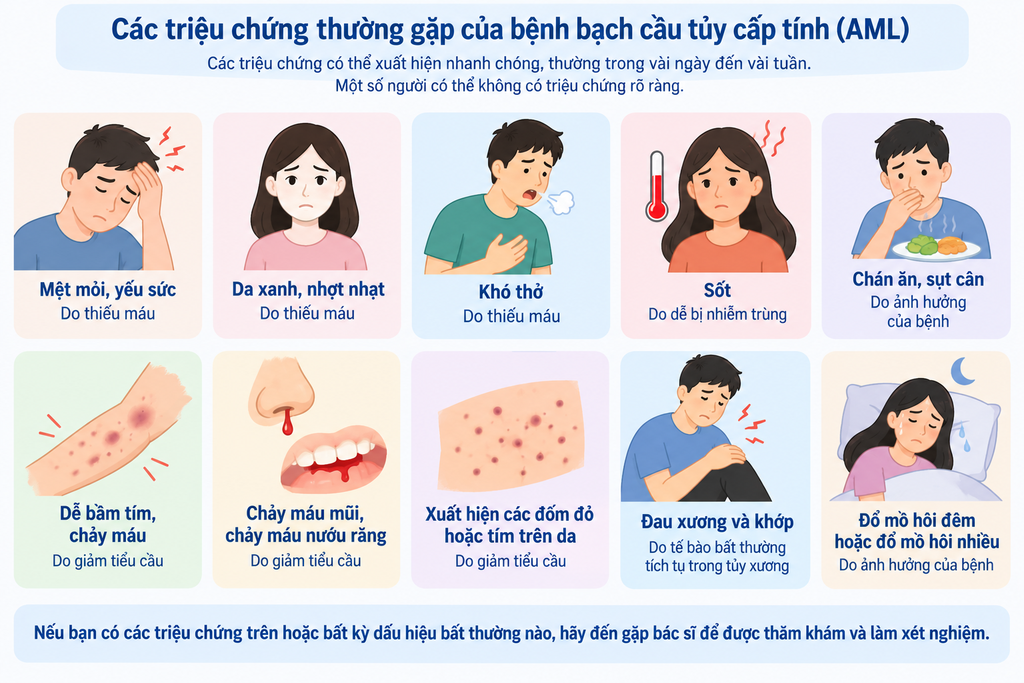 Bệnh bạch cầu cấp dòng tủy (AML): Nguyên nhân, triệu chứng, chẩn đoán và điều trị - hình minh họa 2